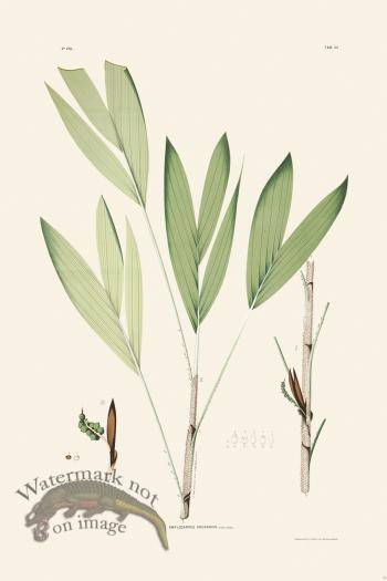 Rodrigues Palm Front 046